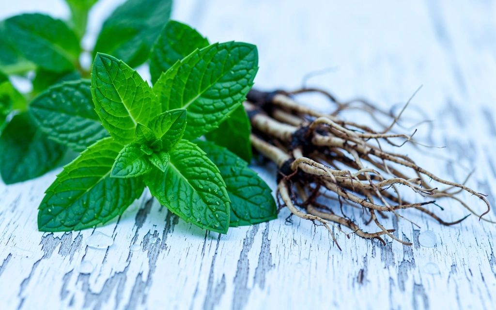 Herbes alpines